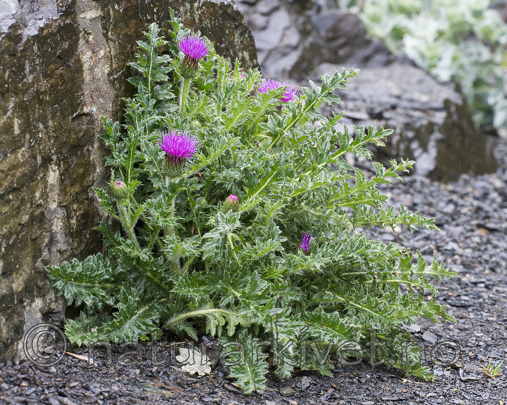 BB_20160620_0053 / Cirsium acaulon / Dvergtistel