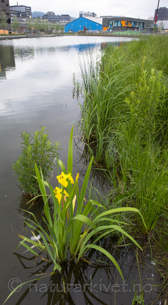 BB_20160623_0027 / Iris pseudacorus / Sverdlilje