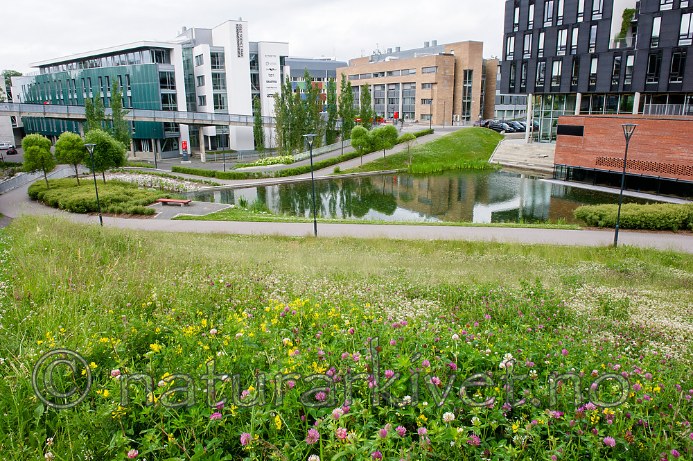 BB_20160624_0013 / Lathyrus pratensis / Gulflatbelg <br /> Trifolium hybridum hybridum / Alsikekløver <br /> Trifolium pratense / Rødkløver <br /> Trifolium repens / Hvitkløver