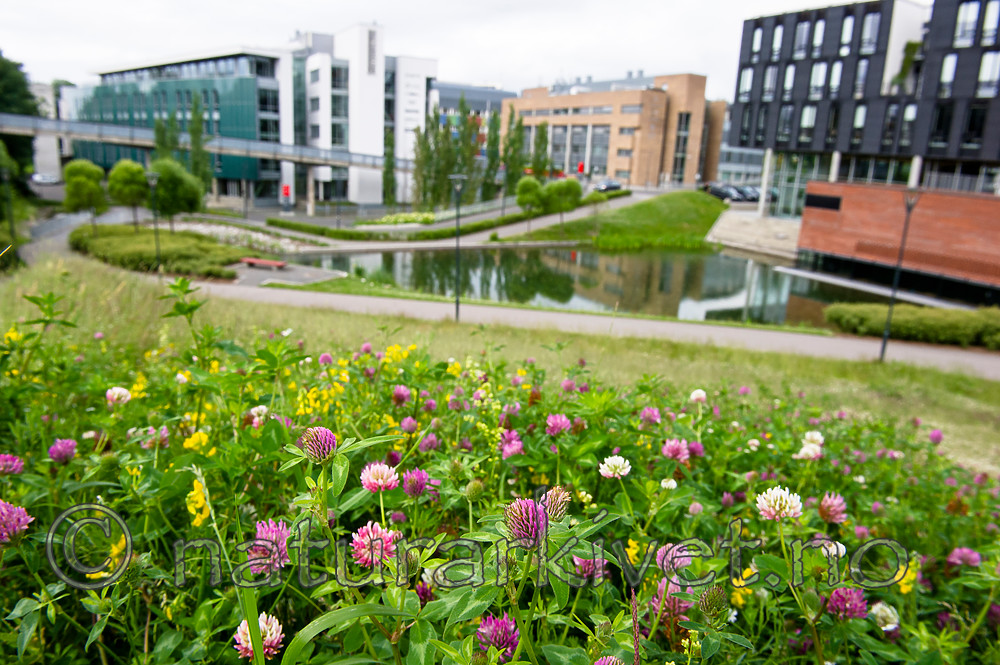 BB_20160624_0016 / Lathyrus pratensis / Gulflatbelg <br /> Trifolium hybridum hybridum / Alsikekløver <br /> Trifolium pratense / Rødkløver