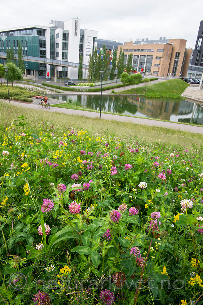 BB_20160624_0021 / Lathyrus pratensis / Gulflatbelg <br /> Trifolium hybridum hybridum / Alsikekløver <br /> Trifolium pratense / Rødkløver <br /> Trifolium repens / Hvitkløver