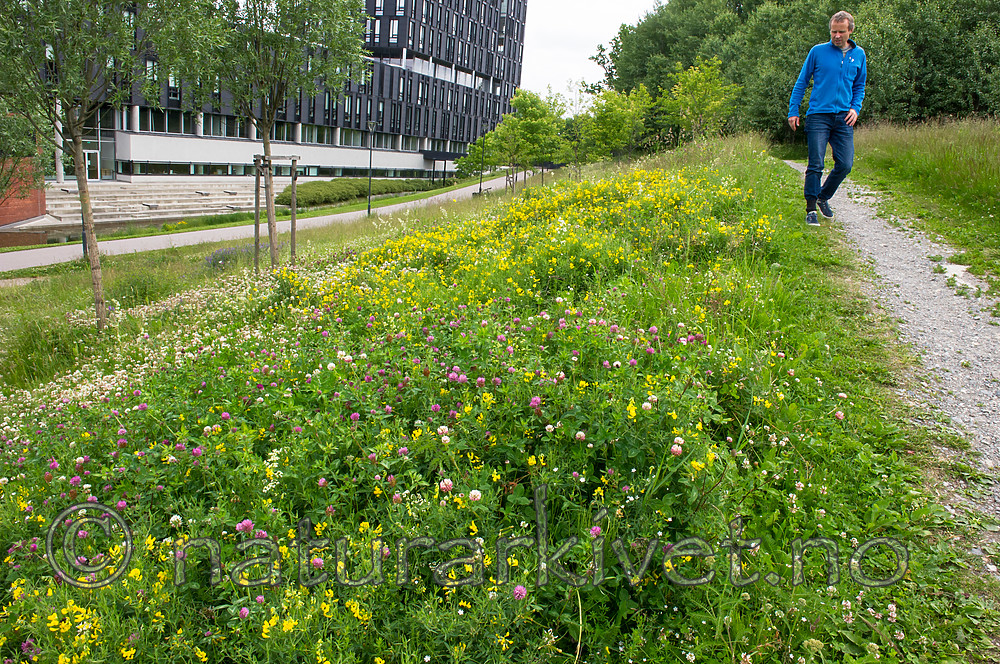 BB_20160624_0033 / Lathyrus pratensis / Gulflatbelg <br /> Trifolium hybridum hybridum / Alsikekløver <br /> Trifolium pratense / Rødkløver <br /> Trifolium repens / Hvitkløver