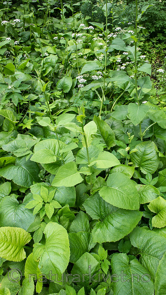 BB_20160624_0052 / Cicerbita macrophylla / Kjempeturt <br /> Cicerbita macrophylla uralensis / Kjempeturt
