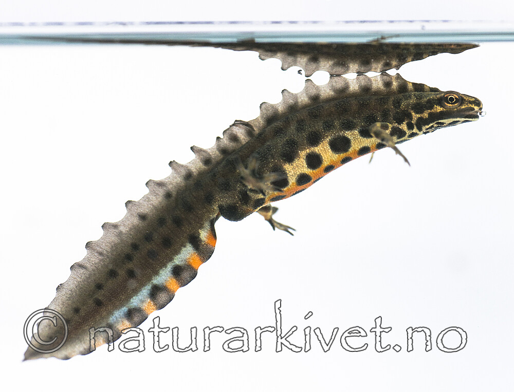 BB_20160625_0142 / Lissotriton vulgaris / Småsalamander