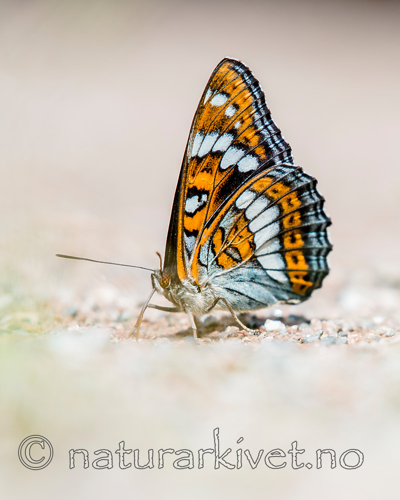 BB_20160628_0642 / Limenitis populi / Ospesommerfugl