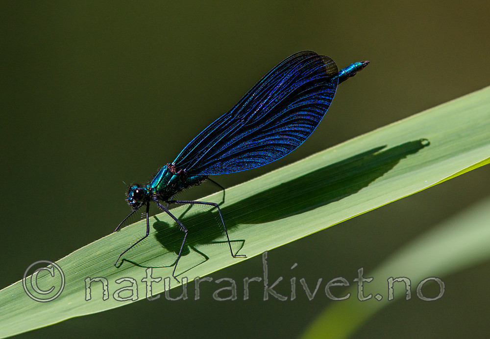 BB_20160628_0791 / Calopteryx virgo / Blåvingevannymfe