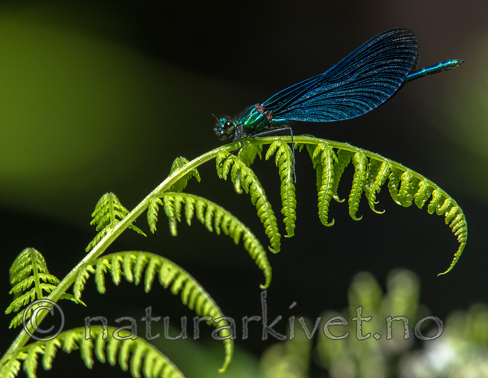 BB_20160628_0808 / Calopteryx virgo / Blåvingevannymfe