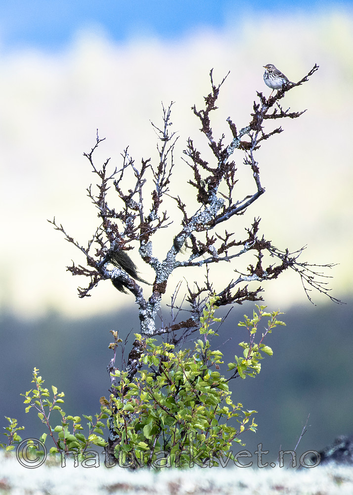 BB_20160702_0032 / Anthus pratensis / Heipiplerke <br /> Betula pubescens / Bjørk <br /> Betula pubescens tortuosa / Fjellbjørk