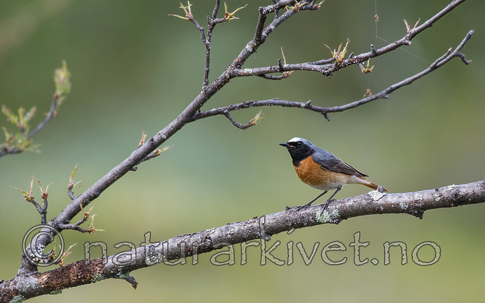 BB_20160703_0033 / Betula pubescens / Bjørk <br /> Phoenicurus phoenicurus / Rødstjert