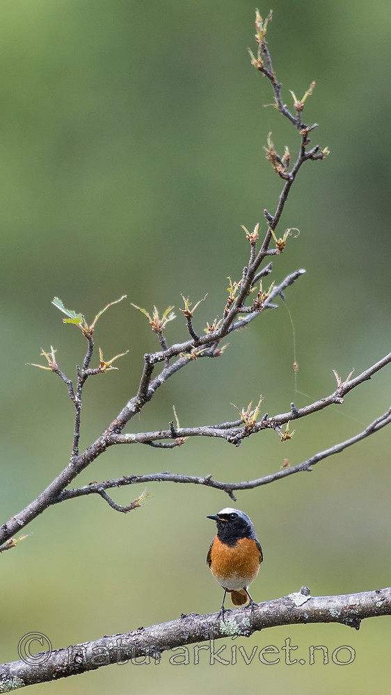 BB_20160703_0045 / Betula pubescens / Bjørk <br /> Phoenicurus phoenicurus / Rødstjert