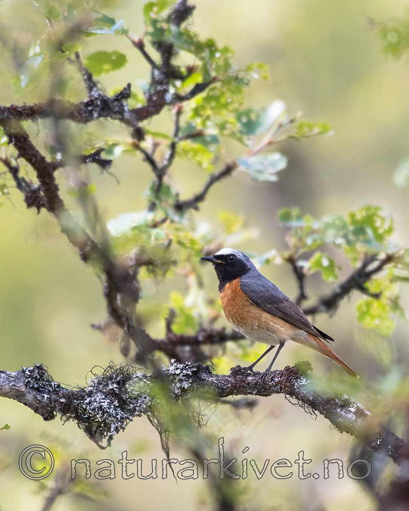 BB_20160703_0131 / Betula pubescens / Bjørk <br /> Phoenicurus phoenicurus / Rødstjert