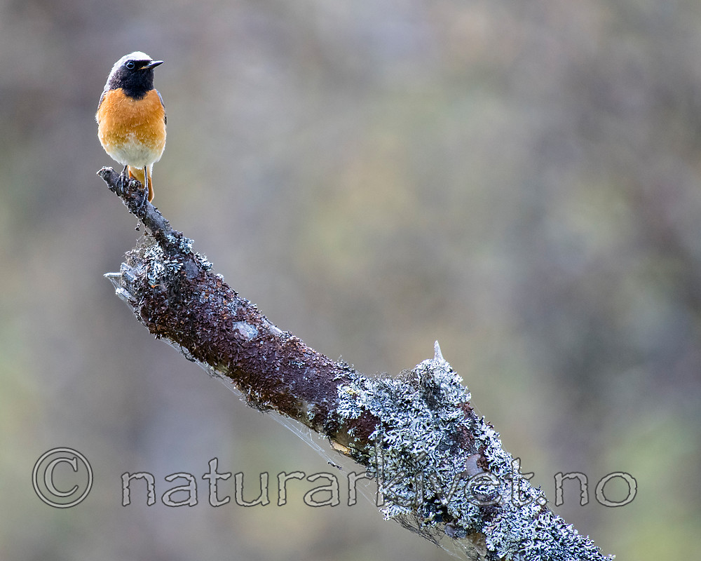 BB_20160703_0154 / Betula pubescens / Bjørk <br /> Phoenicurus phoenicurus / Rødstjert