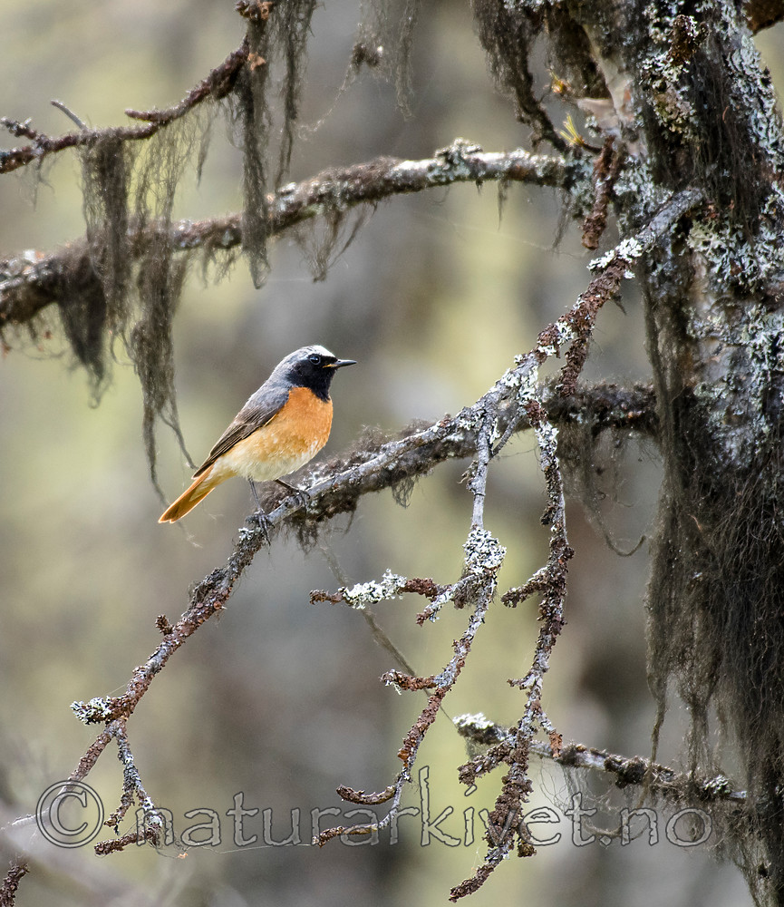 BB_20160703_0163 / Betula pubescens / Bjørk <br /> Phoenicurus phoenicurus / Rødstjert
