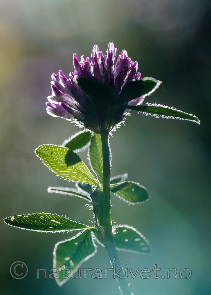 BB_20160709_0045 / Trifolium medium / Skogkløver