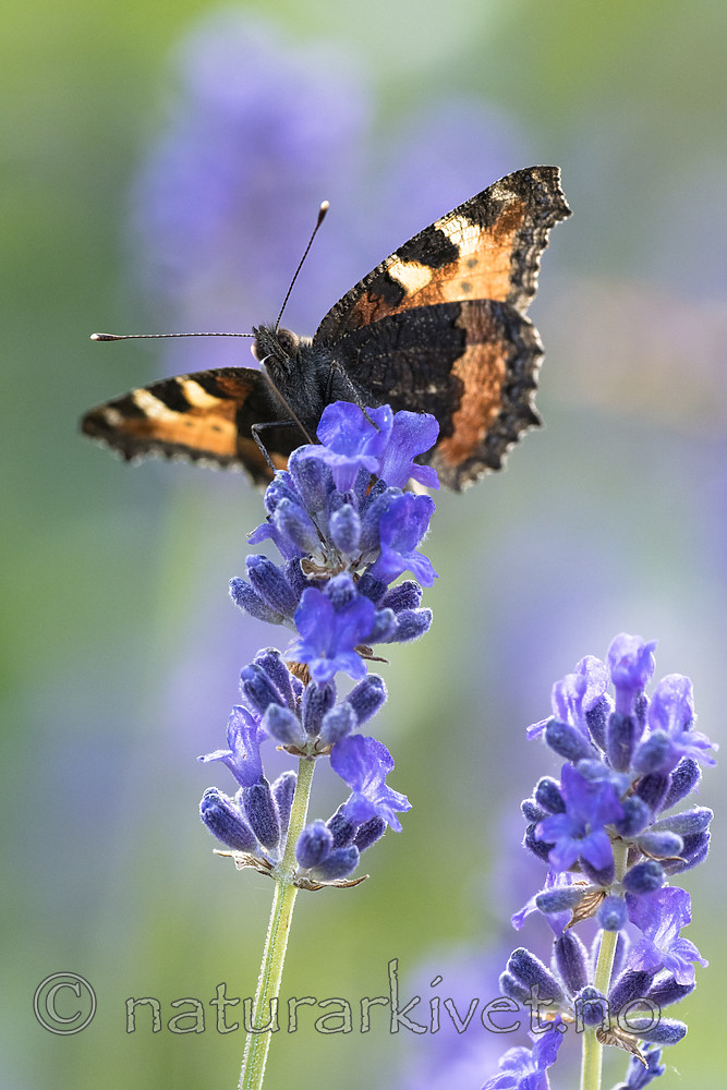 BB_20160709_0069 / Aglais urticae / Neslesommerfugl <br /> Lavandula angustifolia / Lavendel