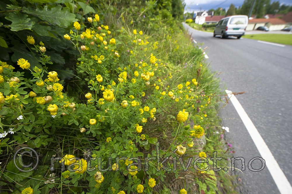 BB_20160710_0033 / Trifolium aureum / Gullkløver