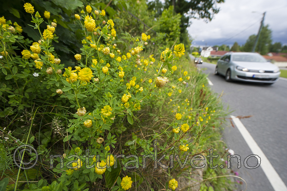 BB_20160710_0052 / Trifolium aureum / Gullkløver