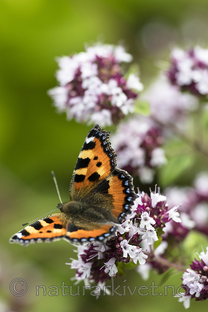 BB_20160710_0096 / Aglais urticae / Neslesommerfugl <br /> Origanum vulgare / Bergmynte