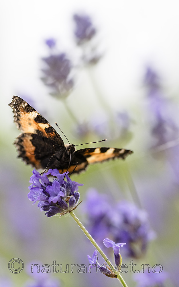 BB_20160710_0120 / Aglais urticae / Neslesommerfugl <br /> Lavandula angustifolia / Lavendel