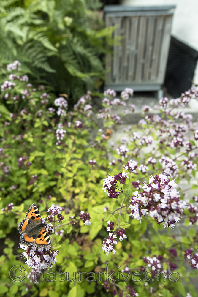 BB_20160710_0179 / Aglais urticae / Neslesommerfugl <br /> Origanum vulgare / Bergmynte