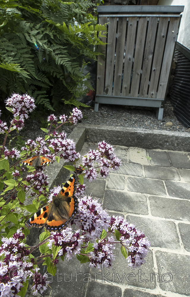 BB_20160710_0250 / Aglais urticae / Neslesommerfugl <br /> Origanum vulgare / Bergmynte