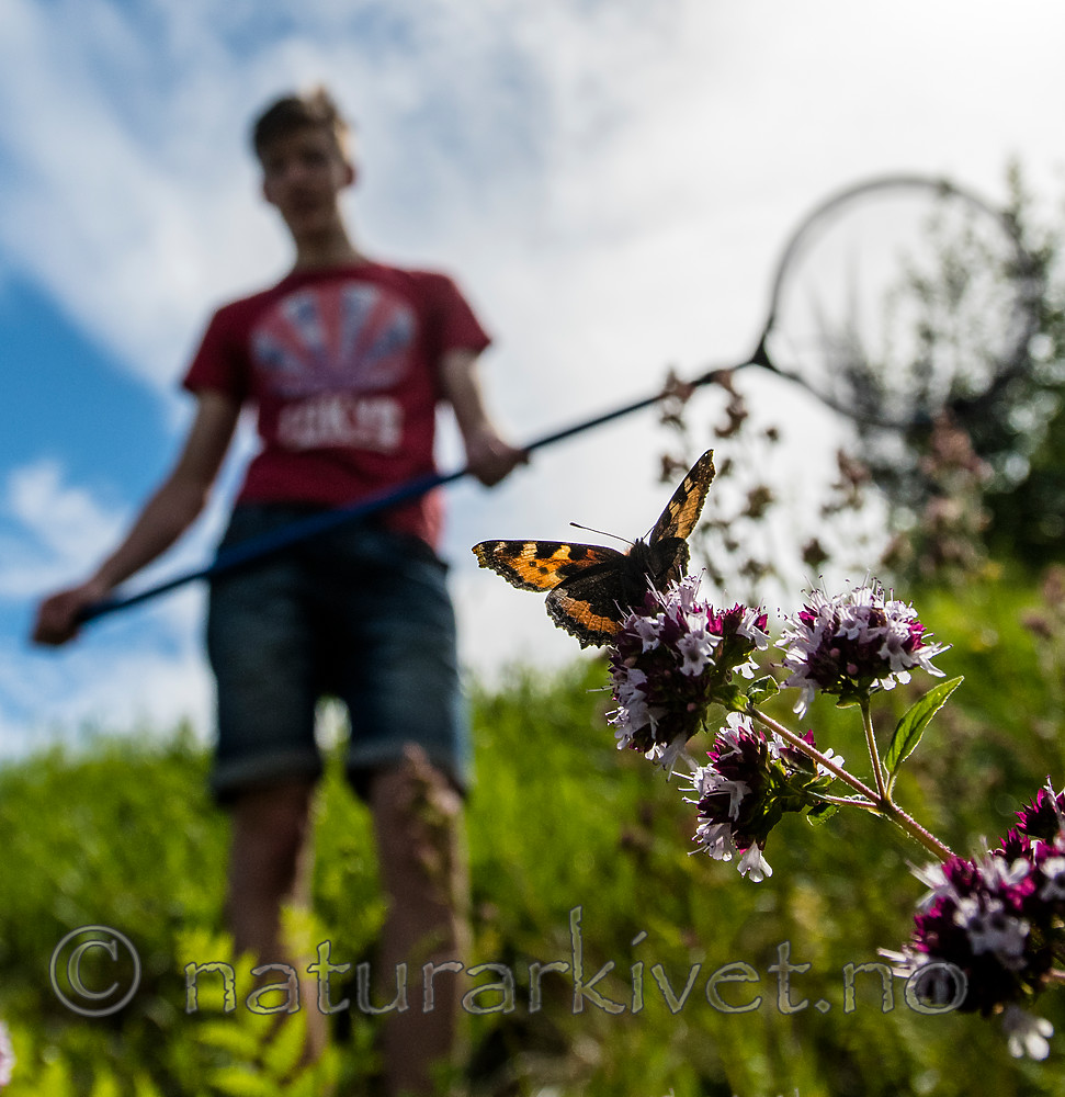 BB_20160710_0394 / Aglais urticae / Neslesommerfugl <br /> Origanum vulgare / Bergmynte