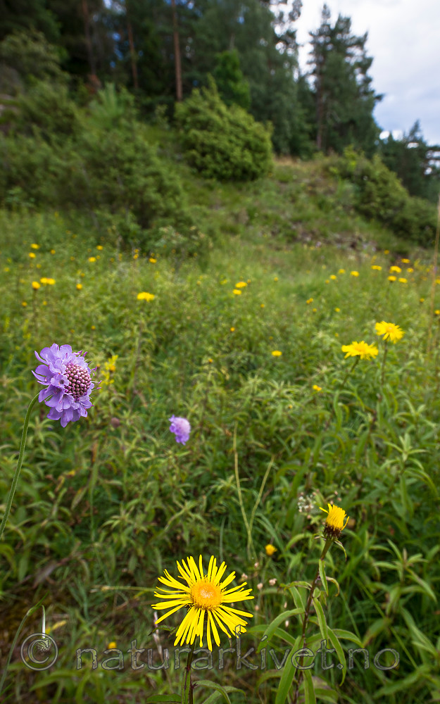 BB_20160712_0245 / Inula salicina / Krattalant <br /> Scabiosa columbaria / Bakkeknapp