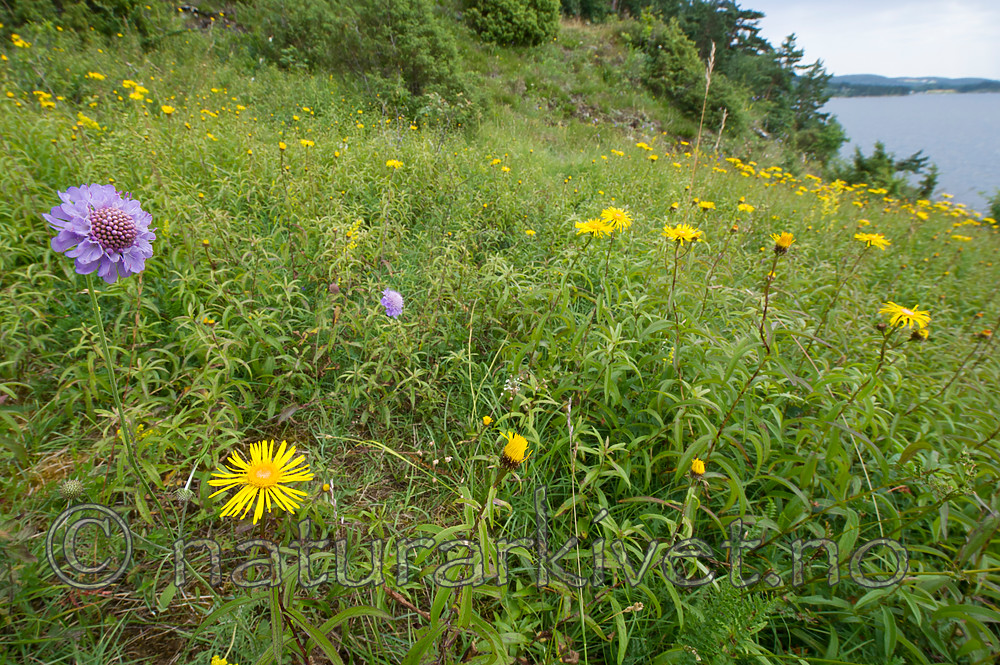 BB_20160712_0273 / Inula salicina / Krattalant <br /> Scabiosa columbaria / Bakkeknapp