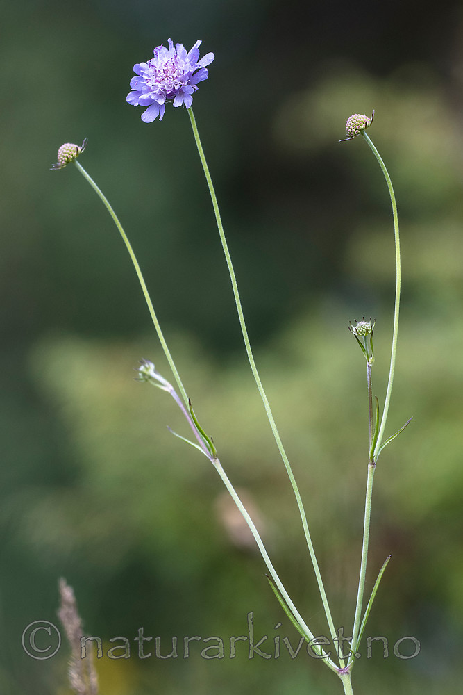 BB_20160712_0328 / Scabiosa columbaria / Bakkeknapp