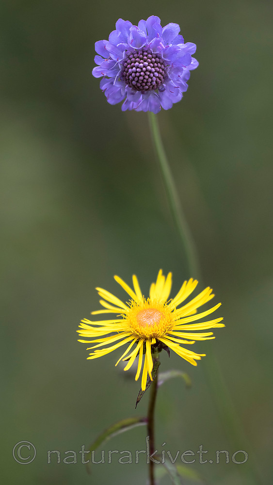 BB_20160712_0601 / Inula salicina / Krattalant <br /> Scabiosa columbaria / Bakkeknapp