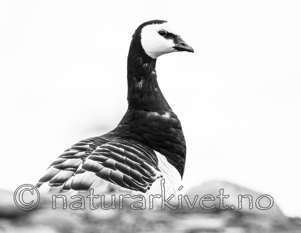 BB_20160713_0029 / Branta leucopsis / Hvitkinngås
