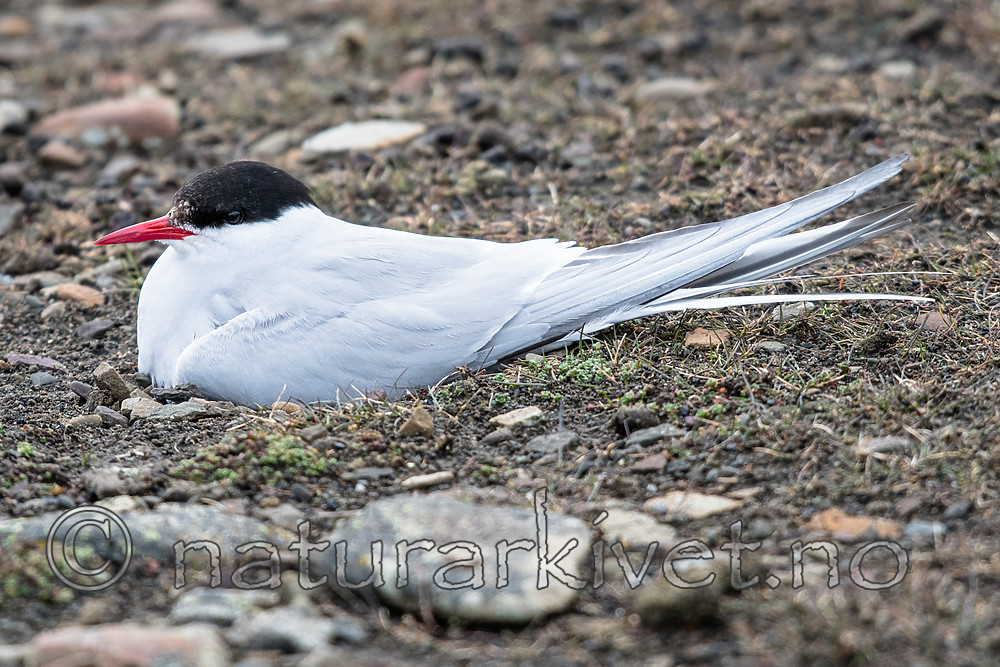 BB_20160713_0036 / Sterna paradisaea / Rødnebbterne
