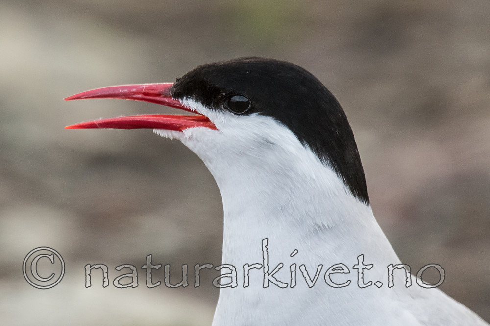 BB_20160714_0131 / Sterna paradisaea / Rødnebbterne