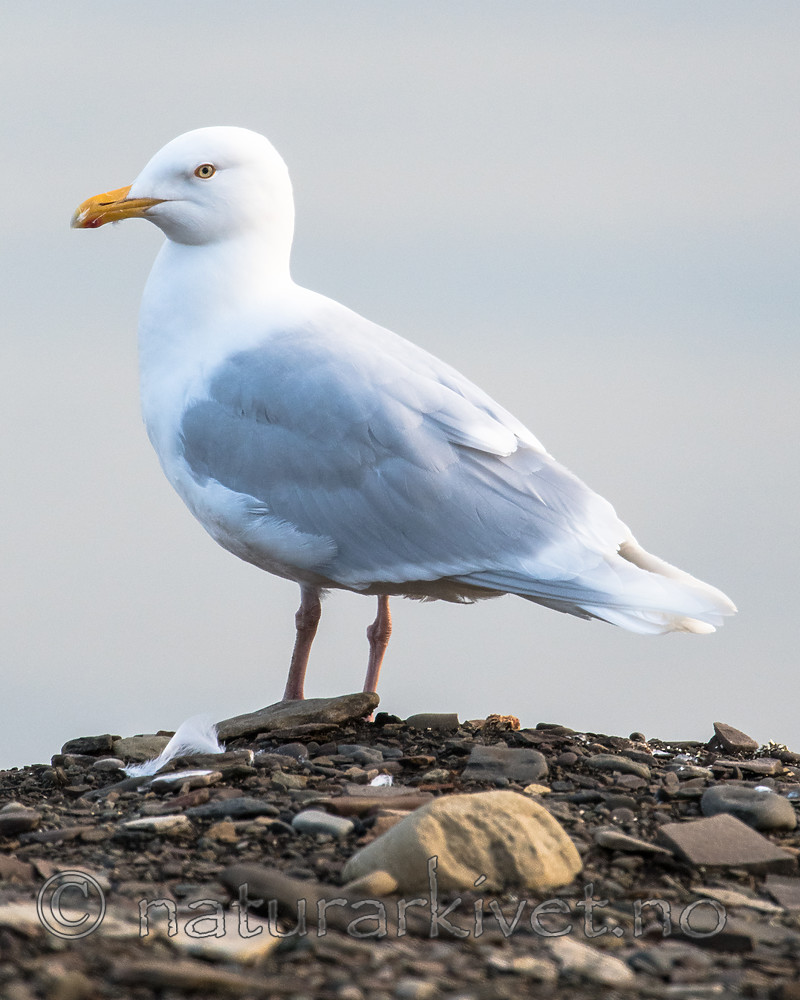 BB_20160714_0152 / Larus hyperboreus / Polarmåke