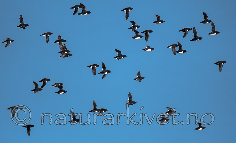 BB_20160714_0189 / Alle alle / Alkekonge