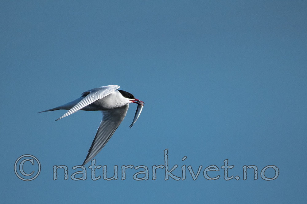 BB_20160714_0222 / Sterna paradisaea / Rødnebbterne