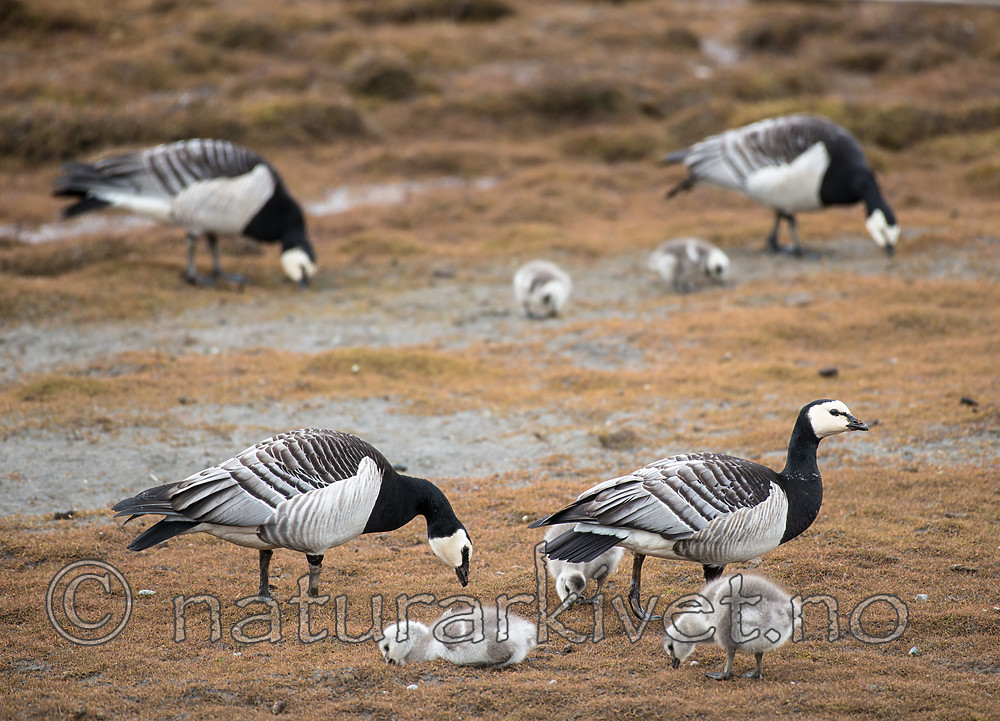 BB_20160714_0273 / Branta leucopsis / Hvitkinngås