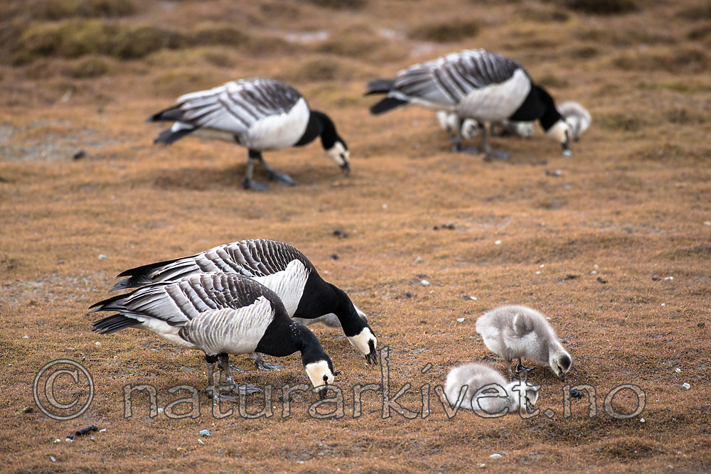 BB_20160714_0275 / Branta leucopsis / Hvitkinngås