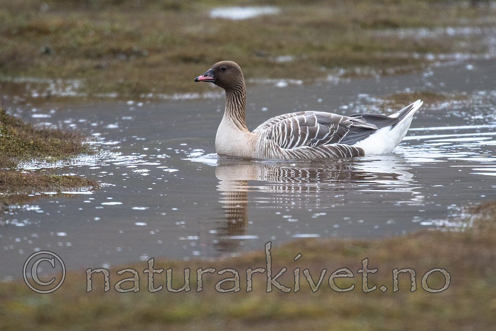 BB_20160714_0306 / Anser brachyrhynchus / Kortnebbgås