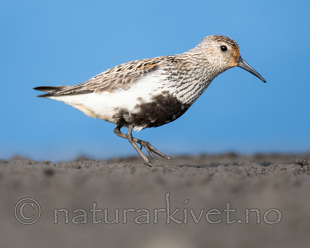 BB_20160714_0412 / Calidris alpina / Myrsnipe