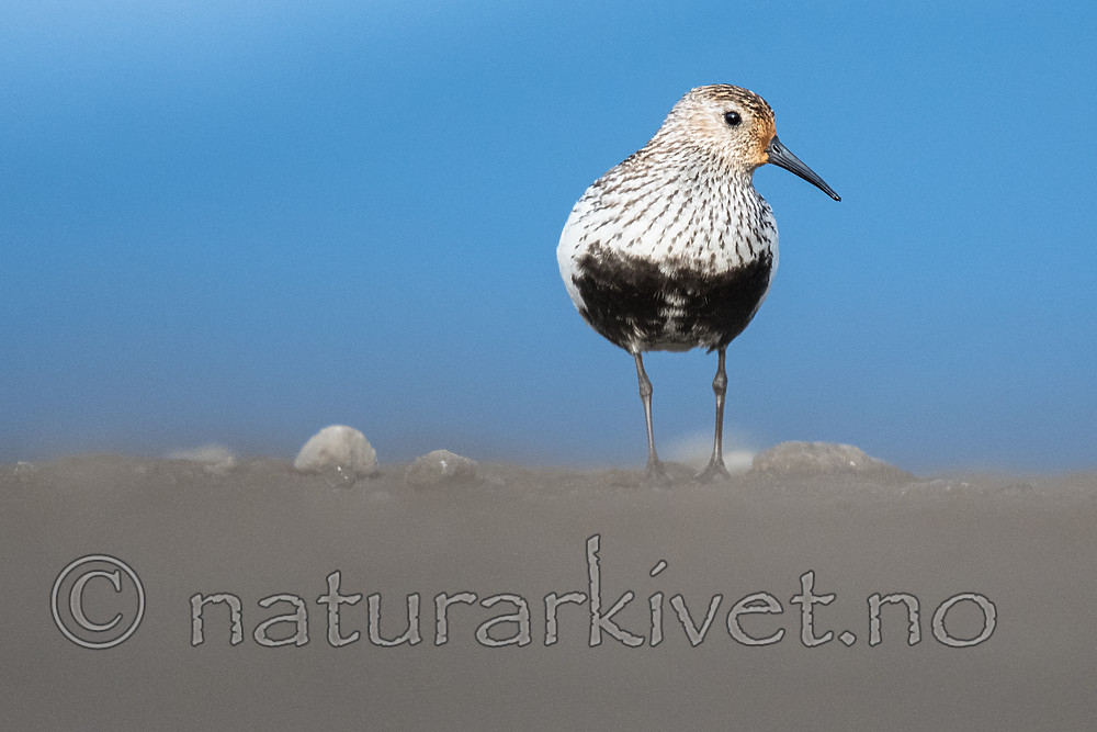 BB_20160714_0426 / Calidris alpina / Myrsnipe