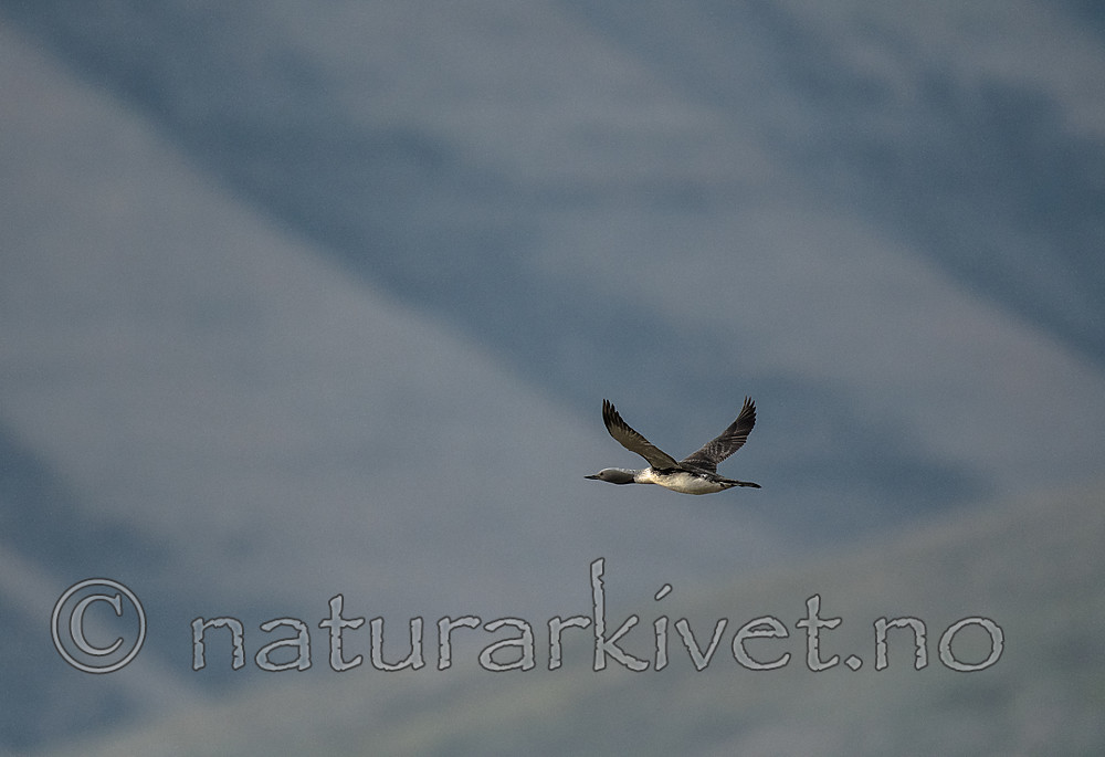 BB_20160714_0498 / Gavia stellata / Smålom