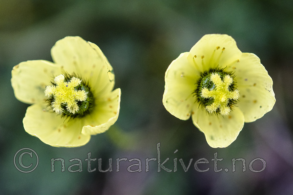 BB_20160714_0663 / Papaver dahlianum / Polarvalmue