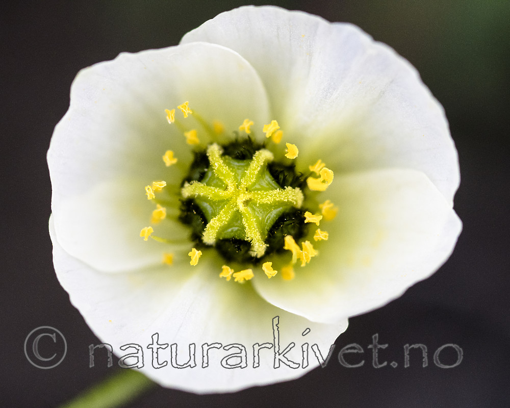 BB_20160714_0664 / Papaver dahlianum / Polarvalmue