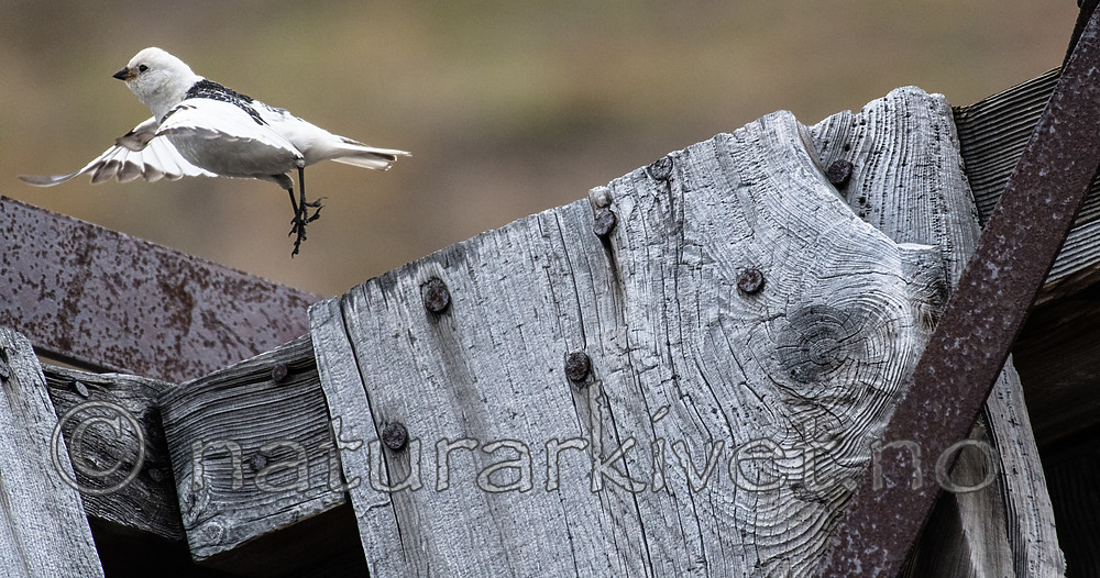 BB_20160715_0234 / Plectrophenax nivalis / Snøspurv