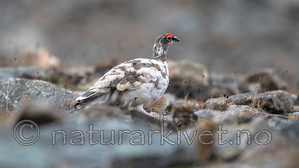 BB_20160715_0269 / Lagopus muta / Fjellrype <br /> Lagopus muta hyperborea / Svalbardrype