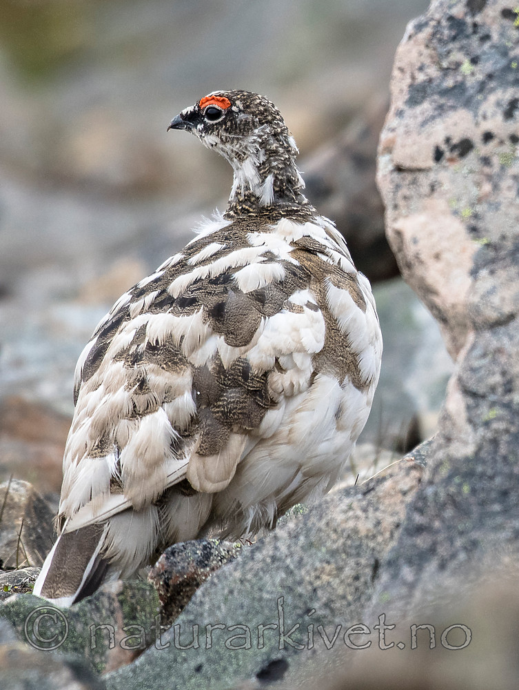 BB_20160715_0271 / Lagopus muta / Fjellrype <br /> Lagopus muta hyperborea / Svalbardrype