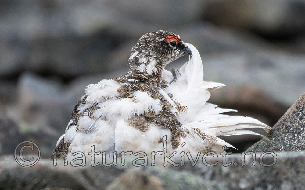 BB_20160715_0333 / Lagopus muta / Fjellrype <br /> Lagopus muta hyperborea / Svalbardrype