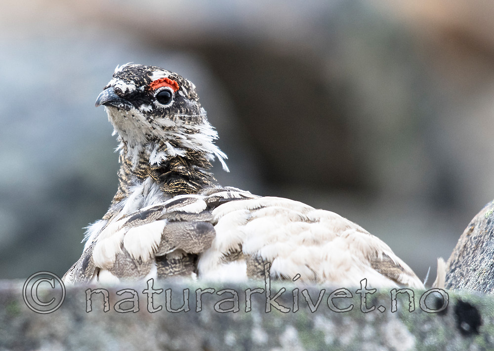 BB_20160715_0372 / Lagopus muta / Fjellrype <br /> Lagopus muta hyperborea / Svalbardrype