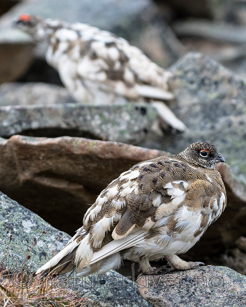 BB_20160715_0380 / Lagopus muta / Fjellrype <br /> Lagopus muta hyperborea / Svalbardrype